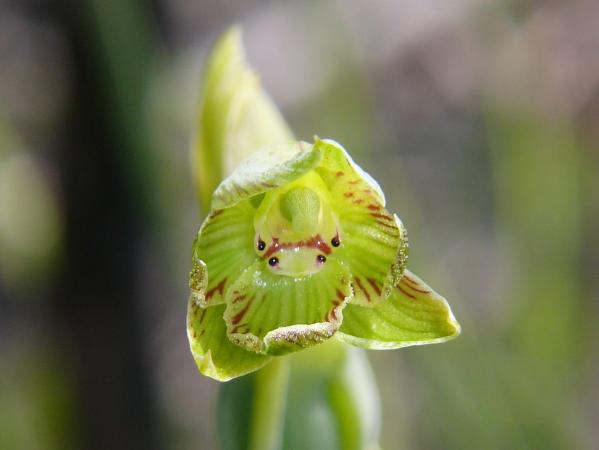 Calochilus imberbis - Naked Beard Orchid.jpg